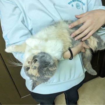 エキゾチックショートヘア【大阪府・女の子・2023年10月25日・ダイリュートキャリコ（ふわふわモコモコ毛質）】の写真「脱力系の上向き抱っこさせてくれる猫を探してる方向き」
