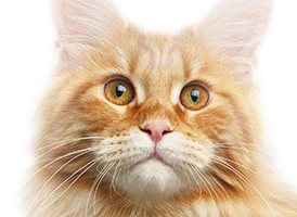 人気の猫種・猫の種類から子猫を探す 6位：メインクーン